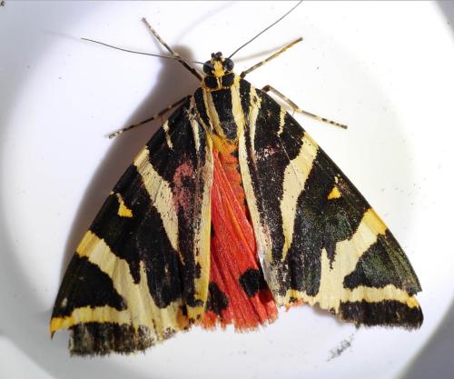 Euplagia quadripunctaria